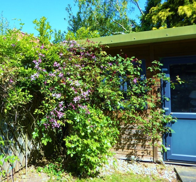 Workshop overrun by roses &amp; clematis
